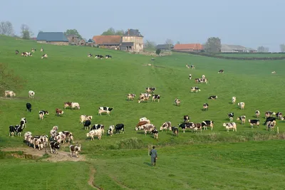 Formiranje radne grupe za unapređenje stočarstva u Srbiji