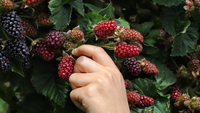 Izazovi mladih poljoprivrednika u Srbiji i Nemačkoj