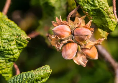 Komisija odobrava izdavanje Treesury Tokena za ulaganje u lešnike