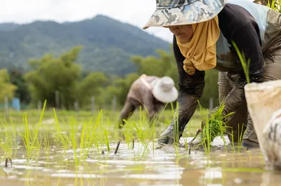 Poplave u Bangladešu izazivaju krizu u proizvodnji pirinča