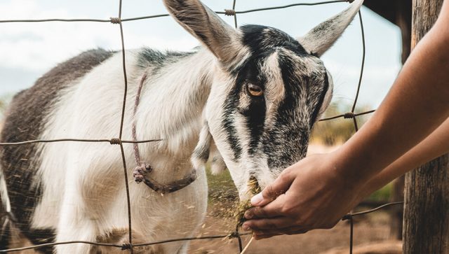 Proizvodnja feta sira u Grčkoj ostaje stabilna uprkos kozjoj kugi