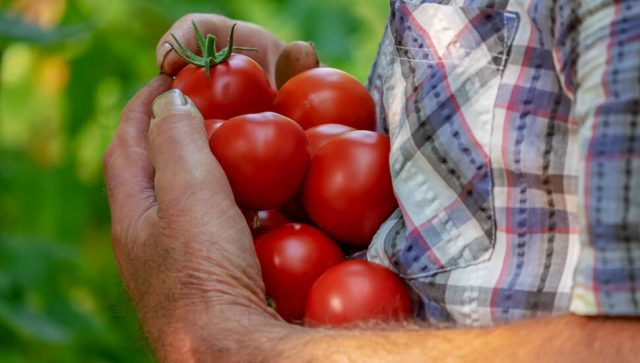 Zajednički market poljoprivrednika u Čačku otvoren